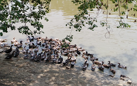 Three months certificate course/ curriculum on IFS for farmers